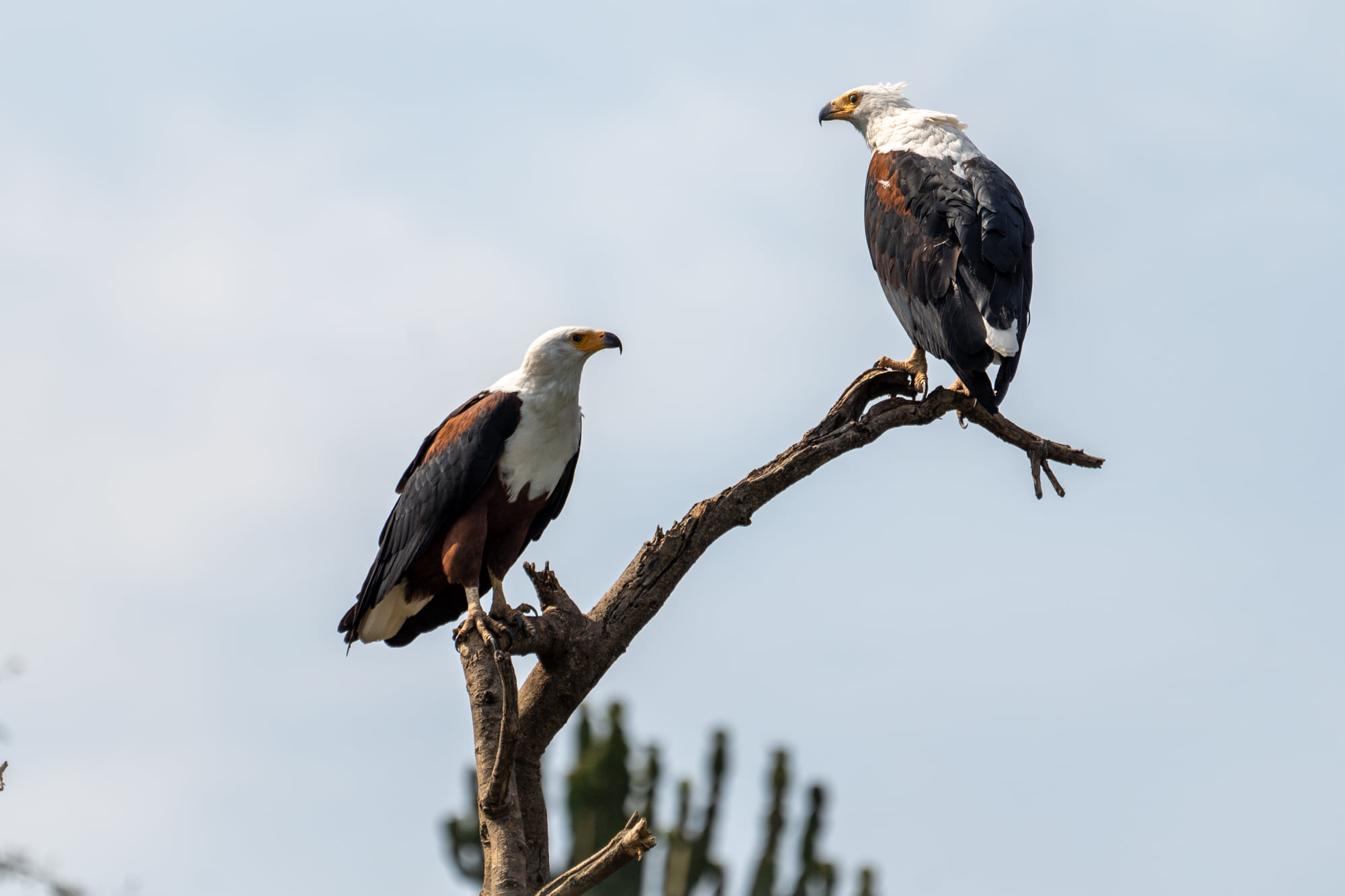 Explore the park’s diverse habitats and spot a wide range of bird species.