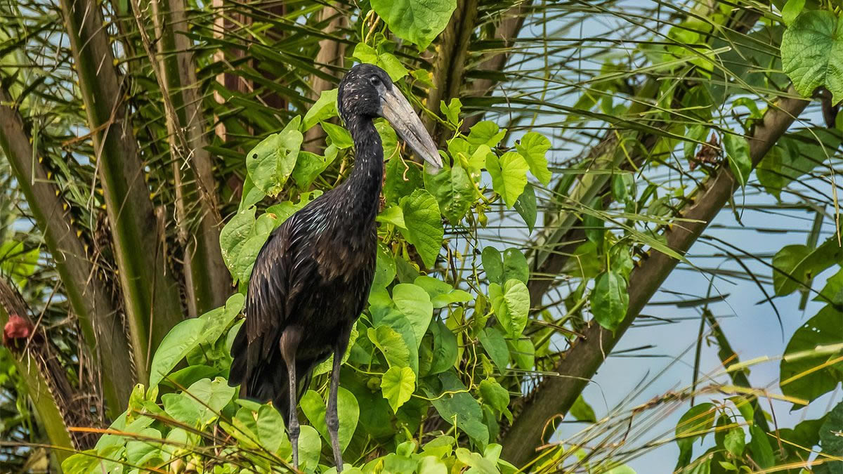Discover a wide range of bird species in the park’s diverse ecosystems.