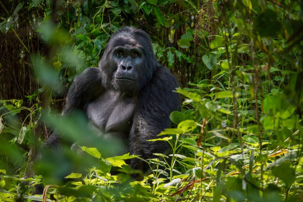 Bwindi Gorillas
