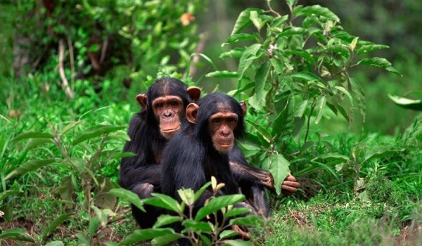 Chimpanzee-Trekking-in-Rwanda-Gishwati