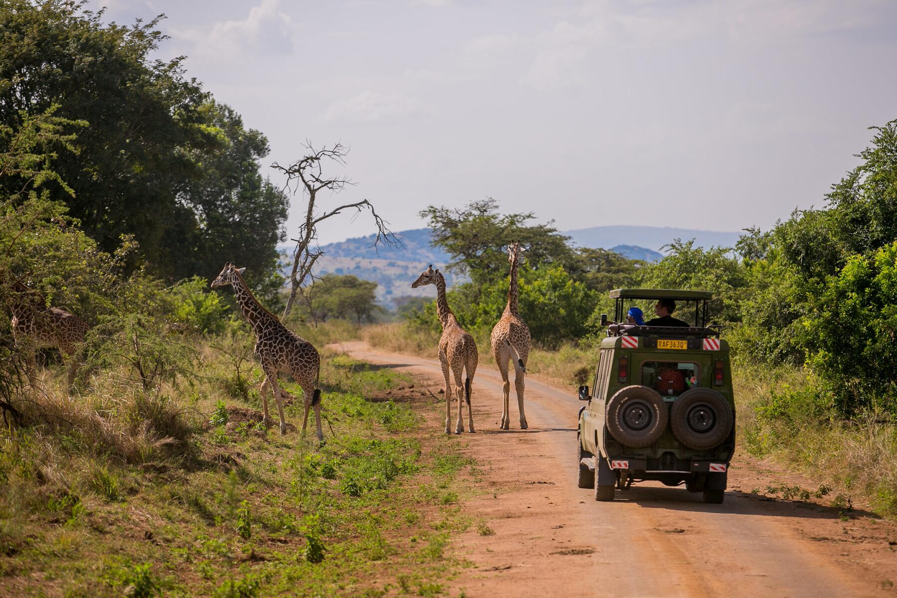 Explore the park's varied landscapes on guided game drives
