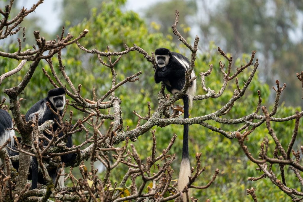 Nyungwe-forest-national-park-chimpanzees