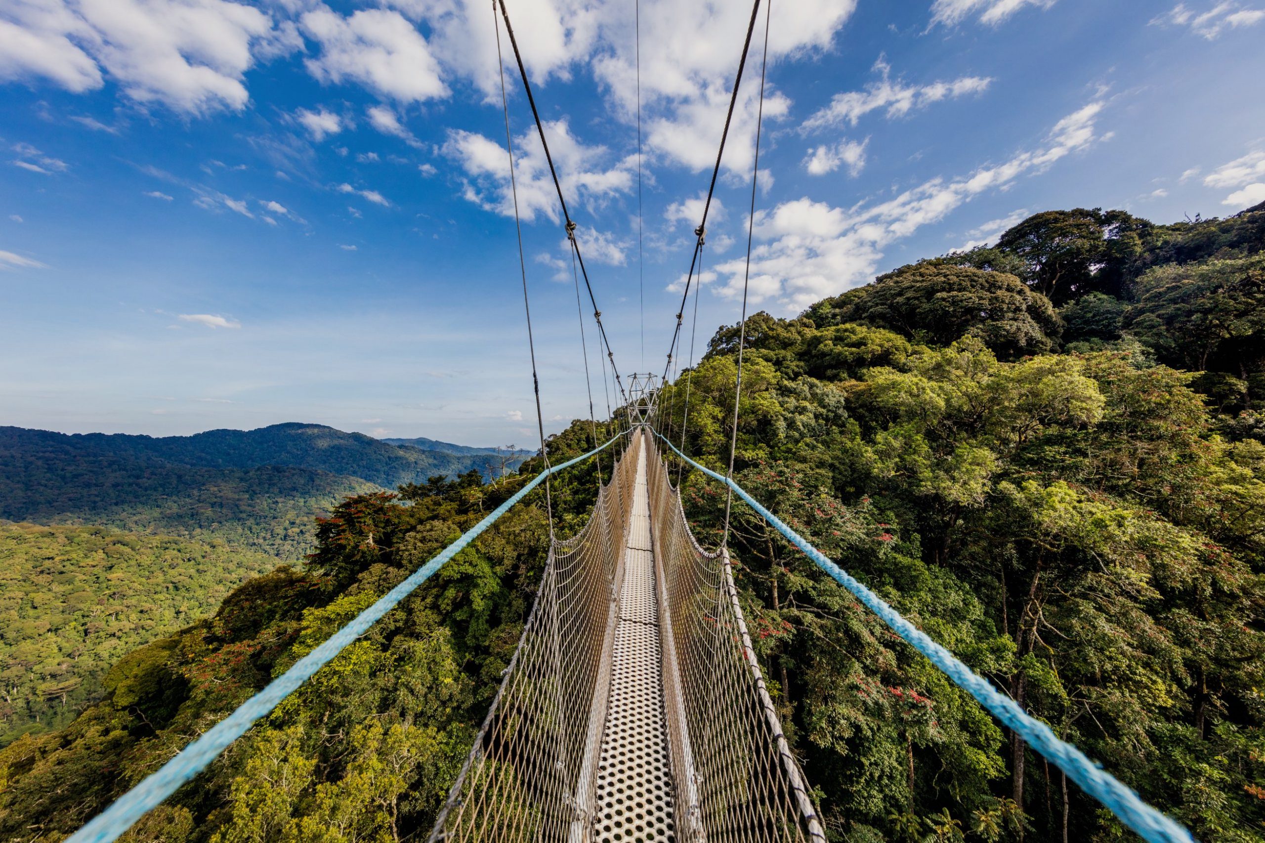 Experience the park from above on East Africa's only canopy walkway.