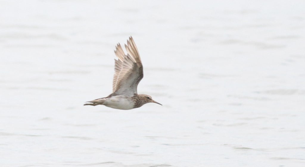 Observe a wide range of bird species in the lush surroundings of the lakes.
