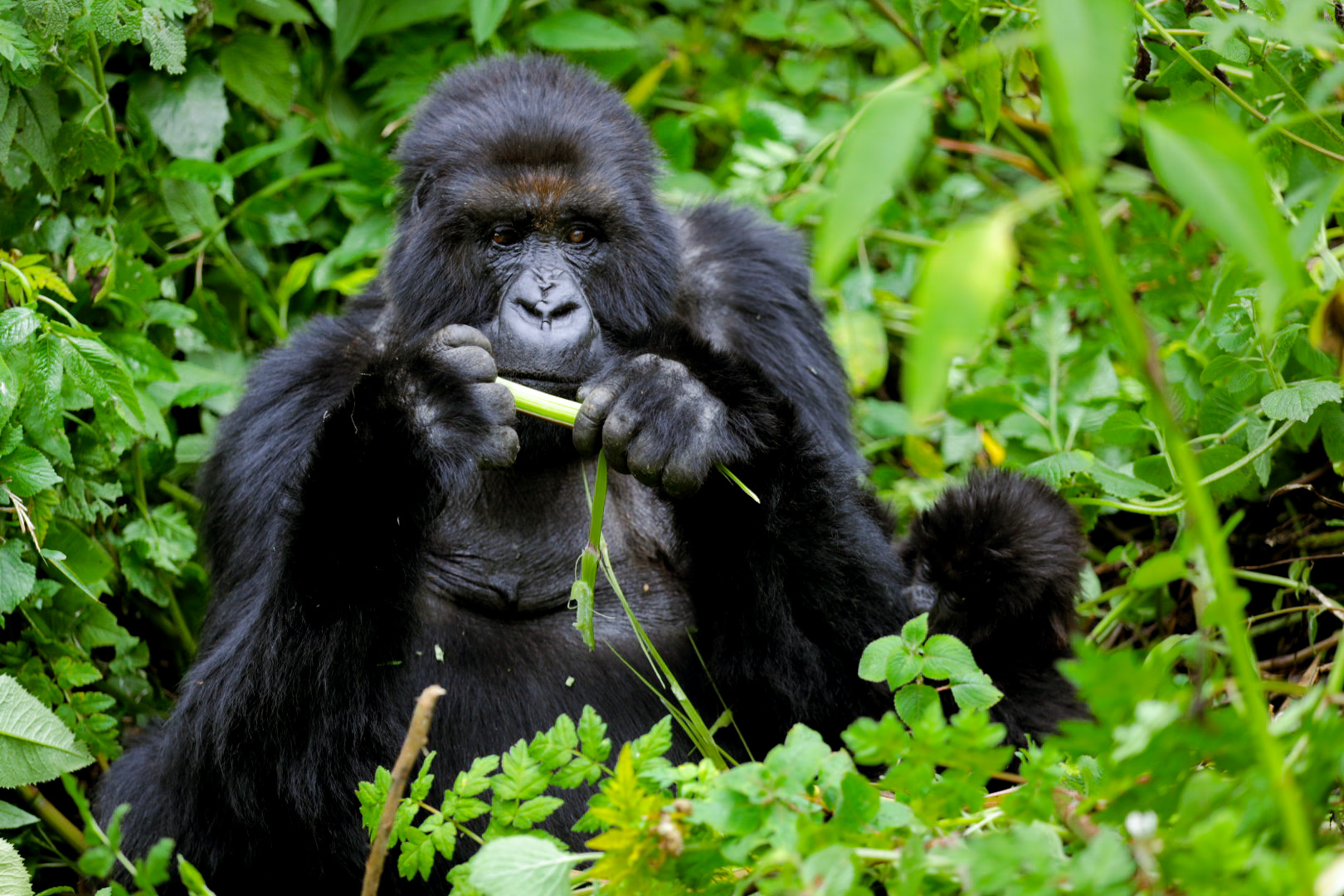 Trek through the lush rainforest to observe the endangered mountain gorillas in their natural habitat