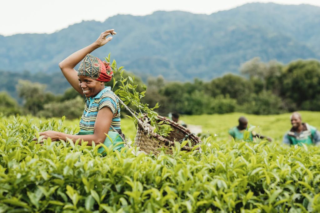 Nyungwe Tea Plantation Tours
