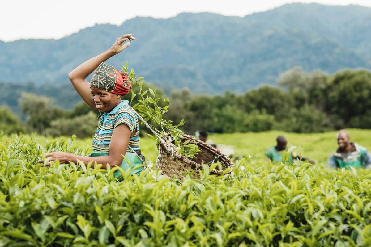 Learn about Rwanda’s tea industry. Tour the estates, observe traditional tea processing, and enjoy a cup of freshly brewed tea