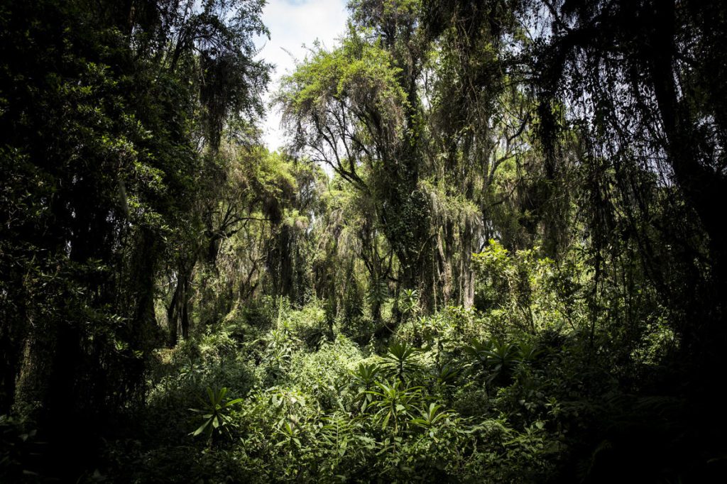 bisate-wilderness-crookesandjackson-17-9628